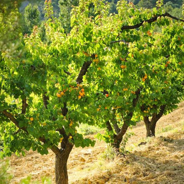 arbres fruitiers de la ferme du dégoutaud